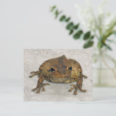Carte postale photo grenouille Brown (Debout devant)