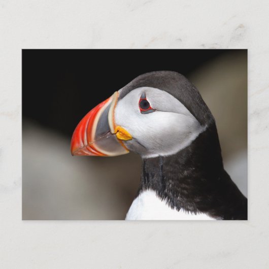 Carte postale photo Groffin Close-up (Devant)