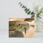 Carte Postale Photo gros plan de serpent à sonnette (Debout devant)