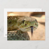 Carte Postale Photo gros plan de serpent à sonnette (Devant / Derrière)