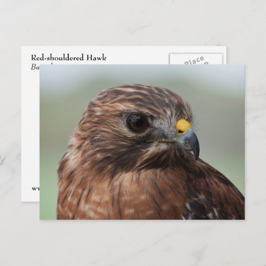 Carte postale photo Hawk à épaulettes rouges (Devant / Derrière)