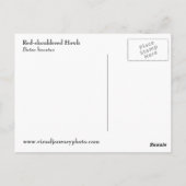 Carte postale photo Hawk à épaulettes rouges (Dos)