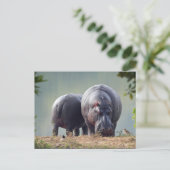 Carte Postale Photo Hippo Faune (Debout devant)