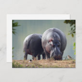 Carte Postale Photo Hippo Faune (Devant / Derrière)