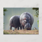 Carte Postale Photo Hippo Faune (Devant)