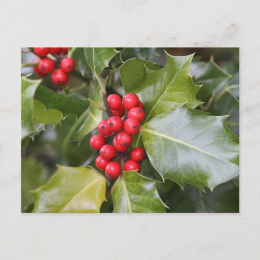 Carte Postale Photo Holly (Devant)