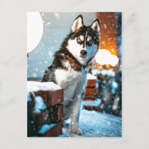 Carte Postale Photo Huskey Pet Dog