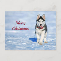 Photo Husky Puppy Neige Noël