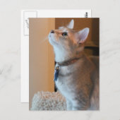 Carte postale photo Jasper Blank Kitten (Devant / Derrière)