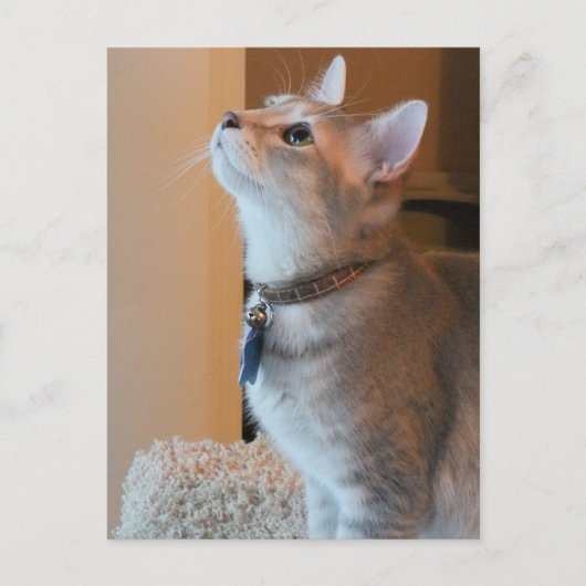 Carte postale photo Jasper Blank Kitten (Devant)