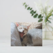 Carte postale photo Jasper Yawning Kitten (Debout devant)
