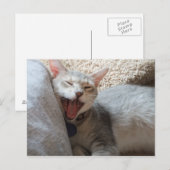 Carte postale photo Jasper Yawning Kitten (Devant / Derrière)