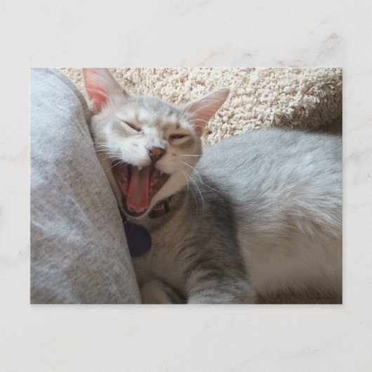 Carte postale photo Jasper Yawning Kitten (Devant)