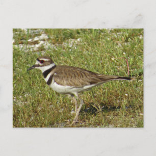 Carte Postale Photo Killdeer