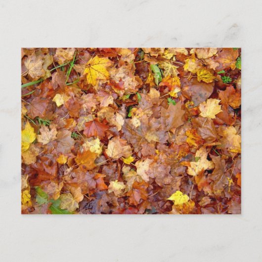 Carte postale photo 'Leaf Pile' (Devant)