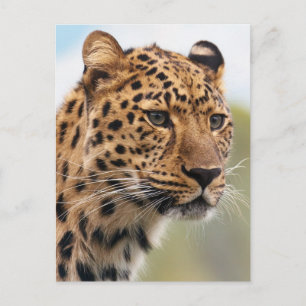 Carte Postale Photo léopard