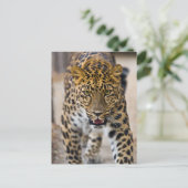 Carte Postale Photo Leopard Running (Debout devant)