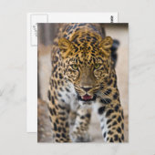 Carte Postale Photo Leopard Running (Devant / Derrière)