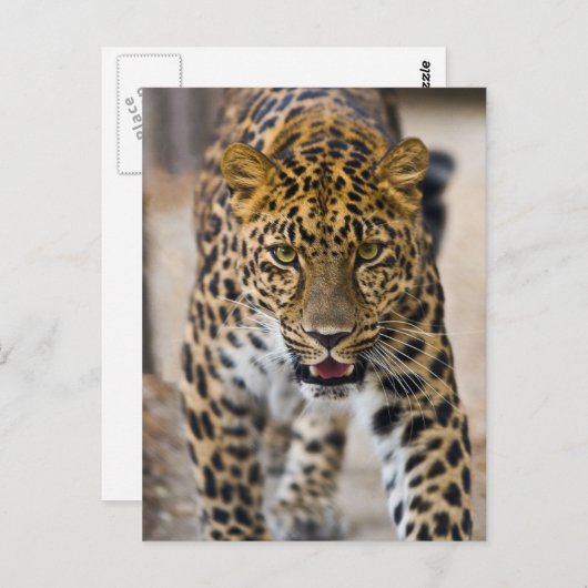 Carte Postale Photo Leopard Running (Devant / Derrière)
