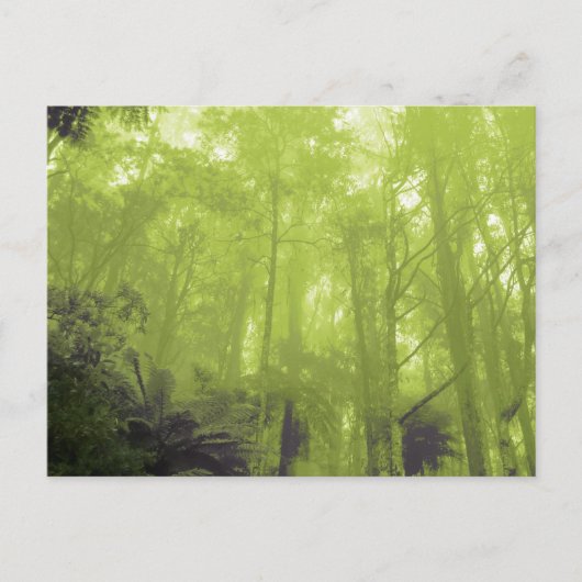 Carte postale photo "L'esprit dans les arbres" (Devant)