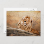 Carte Postale Photo Lion (Devant / Derrière)