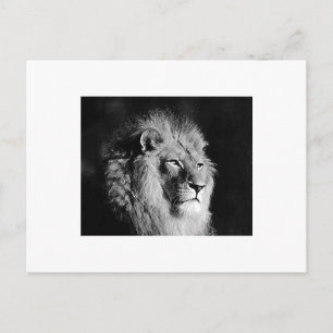 Carte Postale Photo Lion noir et blanc