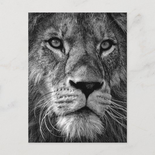 Carte Postale Photo Lion noir et blanc (Devant)