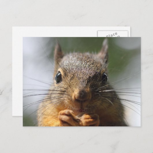 Carte Postale Photo Macro de mignonne écureuil souriant (Devant / Derrière)