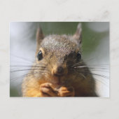 Carte Postale Photo Macro de mignonne écureuil souriant (Devant)