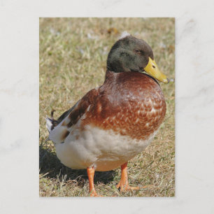 Carte postale photo Mallard Duck