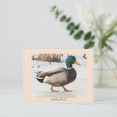 Carte postale photo Mallard Duck (Debout devant)
