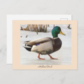 Carte postale photo Mallard Duck (Devant / Derrière)