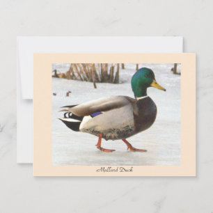 Carte postale photo Mallard Duck
