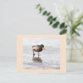 Carte postale photo Mallard Duck (Debout devant)