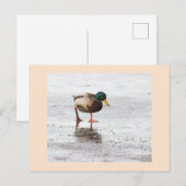 Carte postale photo Mallard Duck (Devant / Derrière)