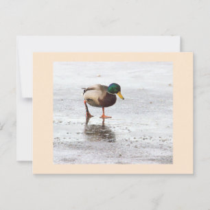 Carte postale photo Mallard Duck