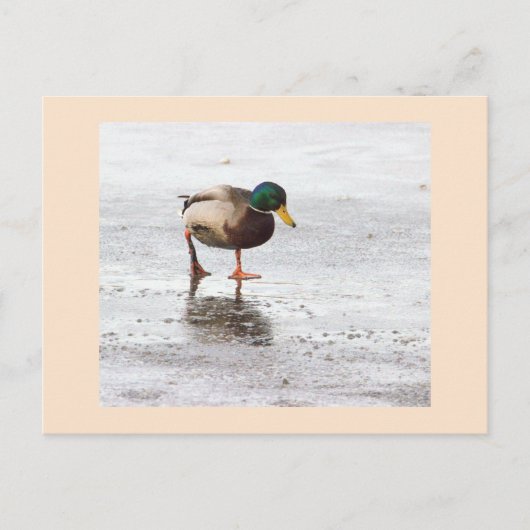 Carte postale photo Mallard Duck (Devant)