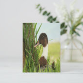 Carte Postale Photo Mallard Duck (Debout devant)
