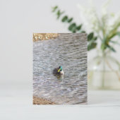 Carte postale photo Mallard Duck (Debout devant)