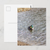 Carte postale photo Mallard Duck (Devant / Derrière)