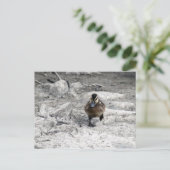 Carte Postale Photo Mallard Duckling (Debout devant)