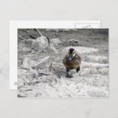 Carte Postale Photo Mallard Duckling (Devant / Derrière)