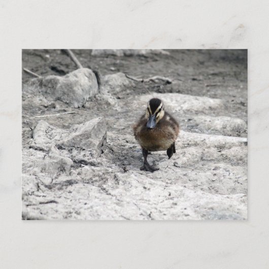 Carte Postale Photo Mallard Duckling (Devant)