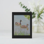 Carte Postale Photo Mallard Ducks (Debout devant)