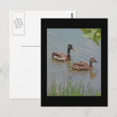Carte Postale Photo Mallard Ducks (Devant / Derrière)