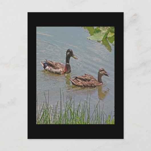 Carte Postale Photo Mallard Ducks (Devant)