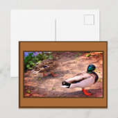 Carte Postale Photo Mallard Ducks (Devant / Derrière)