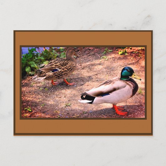 Carte Postale Photo Mallard Ducks (Devant)