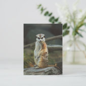 Carte Postale Photo Meerkat (Debout devant)