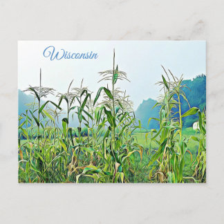 Carte postale photo Midwest Stalks de maïs du Wisc